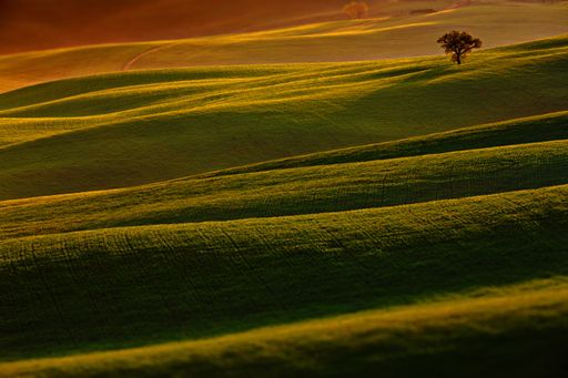 An autumn landscape with yellow and green meadow and a lonely tree in Toscana, Italy
