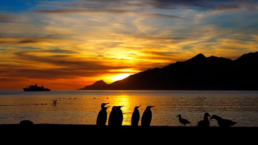 A silhouette shot of penguins and birds on the beach in South Georgia during sunset
