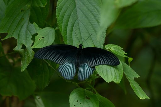 Butterfly seen on top of a leaf, Great Mormon, Papilio memnon, Kaeng Krachan National Park, UNESCO World Heritage, Thailand.