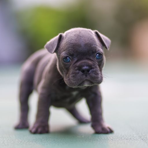 A closeup of a cute french bulldog on a blurred background