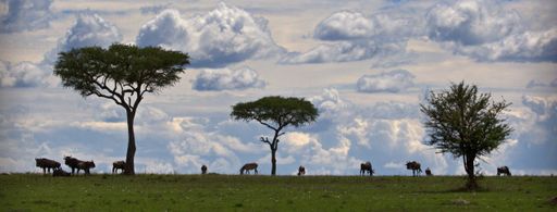 A panoramic shot of buffalos in a field with Acacia trees under a cloudy sky in Tanzania