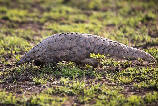 A closeup shot of a Pangolin on a field in Tanzania