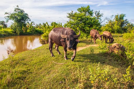 Thai water buffalo at a Rice Field in Thailand Southeast Asia