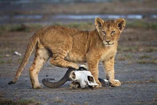 A closeup of a lion stepping on a buffalo skull on the ground in Tanzania
