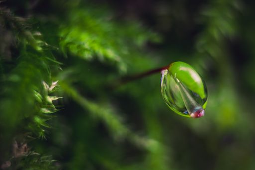A selective focus of a water drop on a green plant leaf in the blurred garden background