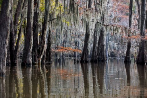 A beautiful view of the Cypress swamps, USA