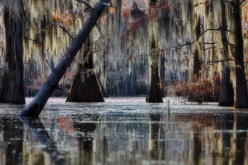 A beautiful shot of a gloomy day on the Cypress swamps with hanging tree branches in the USA