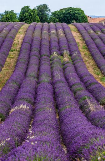 A vertical shot of a lavender field on a sunny day in Provence,  France