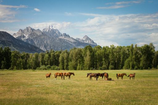 A beautiful shot of horses in a grassy field with trees and mountains in the distance at daytime