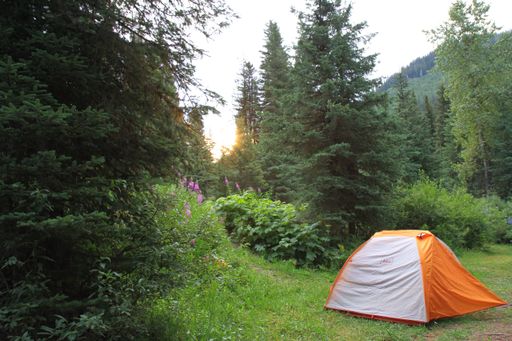 A beautiful shot of a tent on a grassy field surrounded by trees