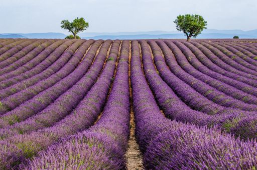A panorama view of the picturesque trees in the middle of lavender fields.