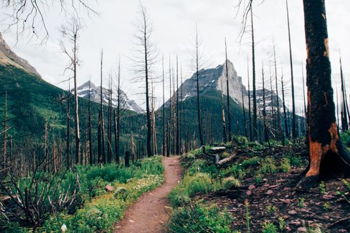 A beautiful shot of a pathway in the middle of a grassy field with leafless trees under a cloudy sky