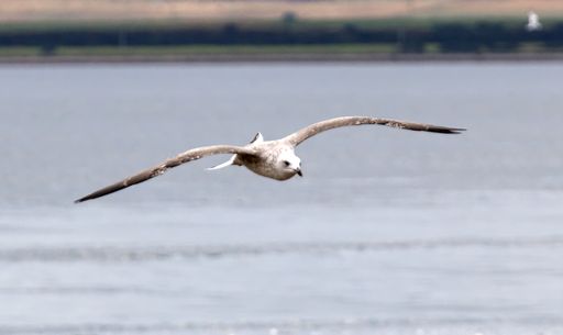 A closeup of a seagull flying over a lake with spread wings and a blurred background of the horizon