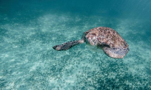 A close-up shot of a sea turtle swimming under the water