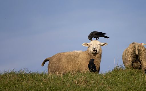 Two black birds and sheep in the grassy field on a sunny day