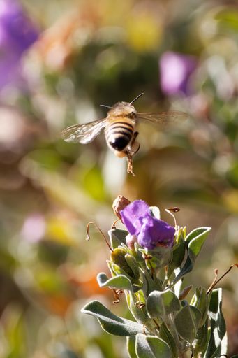 A vertical closeup shot of a bee pollinating a flower