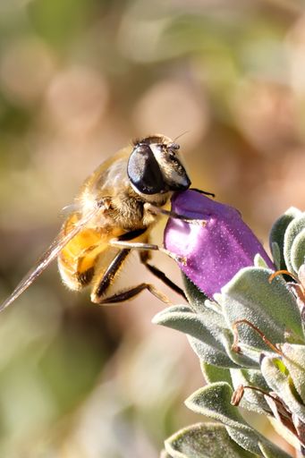 A vertical closeup shot of a bee pollinating a flower