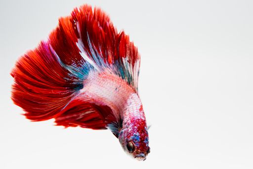 Close up face siamese fighting fish, betta isolated on white background. Siamese fighting fish. Betta Splendens