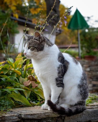 A vertical shot of a stray female cat sitting on a stone surface outdoors