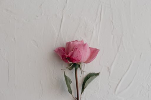 The fresh pink rose isolated on a white background