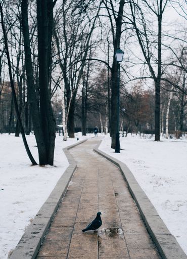 A vertical shot of a pigeon standing on a pathway surrounded with trees during winter