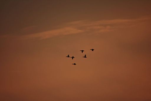 A low angle shot of a small flock of silhouetted birds flying on a golden cloudy sky at sunset
