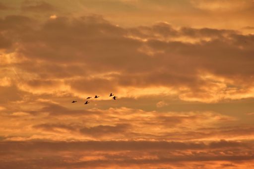 A low angle shot of a small flock of silhouetted birds flying on a golden cloudy sky at sunset