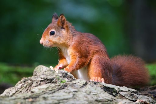 A brown squirrel standing on the rock