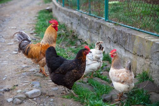 A closeup shot of some roosters on a green background