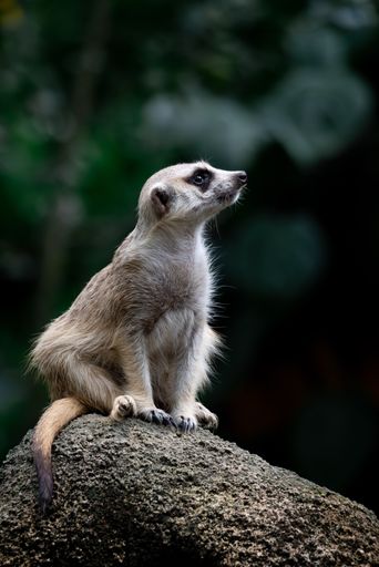 A vertical shot of a meerkat sitting on a rock