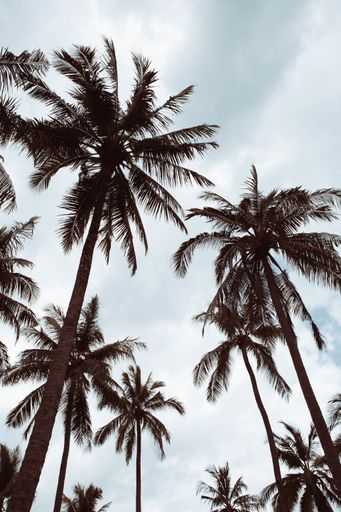 A vertical low angle shot of the beautiful palm trees under the clouds in the sky