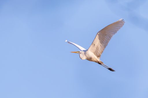 A low angle shot of a great white egret flying on a blue sky in a bright sunlight