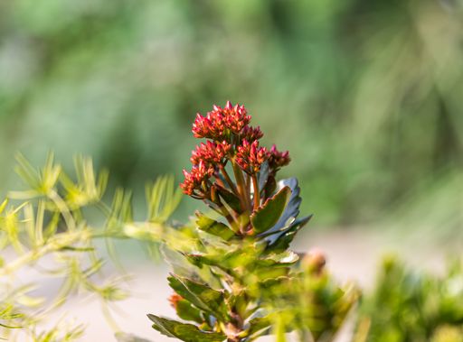 A shallow focus shot of the buds of florist kalanchoe blooming in the garden in bright sunlight on a blurred background