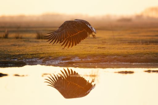 An amazing shot of a white-tailed eagle flying over ther water with reflection visible on surface at sunset