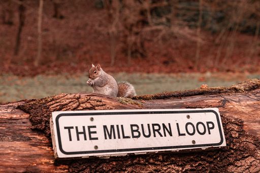 A shallow focus of squirrel sitting on a wood and a street sign with text THE MILBURN LOOP