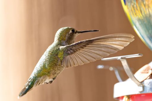 A closeup shot of a Hummingbird in flight
