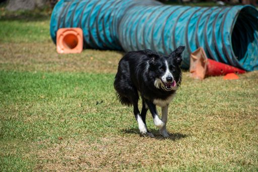 A view of a black and white dog playing in a park captured on a sunny day