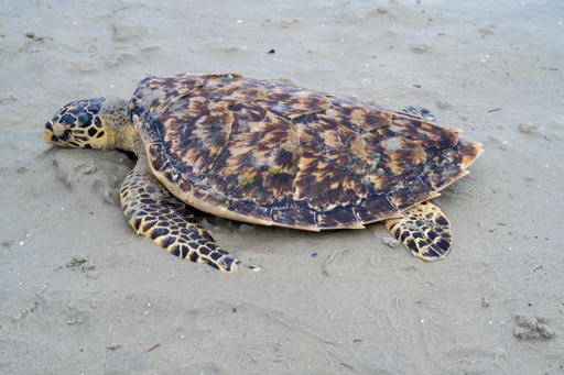 A closeup of a dead turtle on the shore in Port Dickson beach, Negari Sembilan State, Malaysia