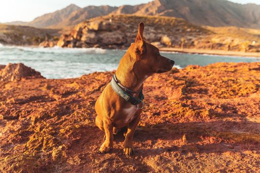 A brown Jack Russell Terrier dog in harness on the beach of a sea