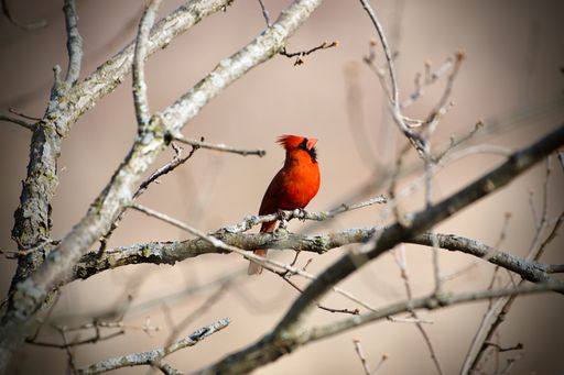 A closeup shot of the Northern cardinal bird perched on the branch of the tree in Lakeville, Minnesota