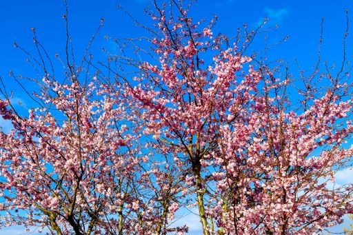 A low angle shot of blooming cherry trees against a blue sky
