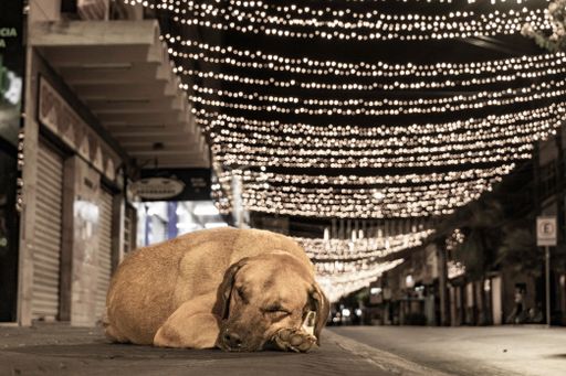 A stray dog sleeping on the sidewalk