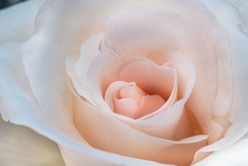 A high angle closeup shot of a beautiful white and pink rose