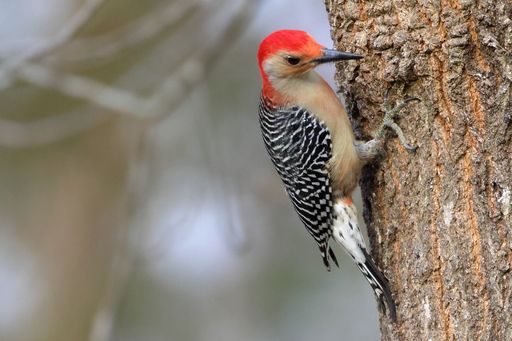 A selective focus shot of a red-bellied woodpecker on a tree branch