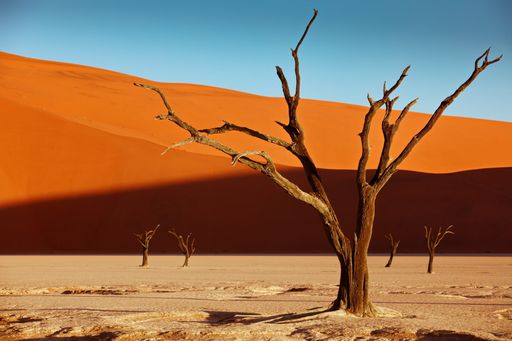 The dead camelthorn trees against red dunes and blue sky in Deadvlei, Sossusvlei, Namibia
