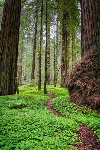 A vertical shot of the Avenue of the Giants in California