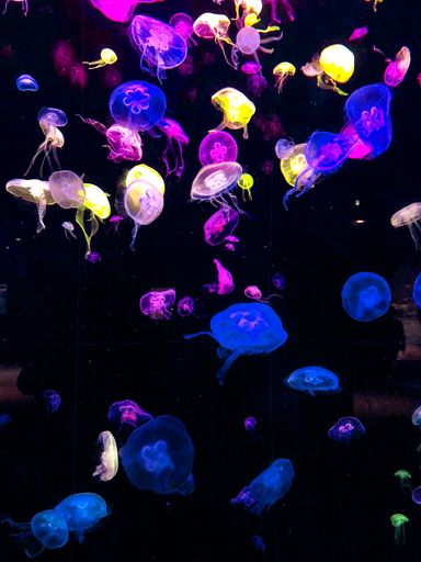 A vertical shot of colorful jellyfishes swimming in the dark sea water