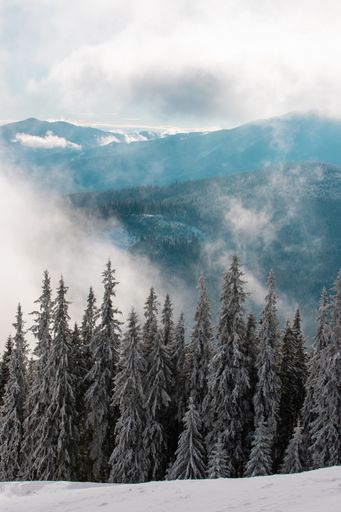 A landscape with fir forest on the mountains and fog in the valley in winter