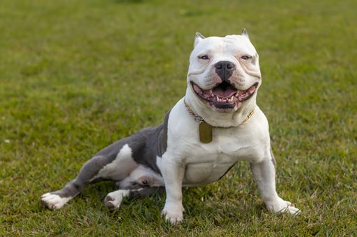 A funny American Bully posing on the grass