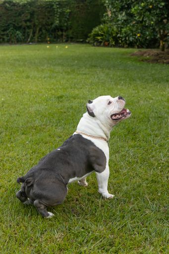 A side view of an obedient American Bully posing on the grass